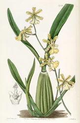 Oncidium citrinum